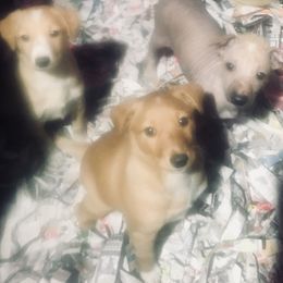Peruvian Inca Orchid Puppies from Naked Baby’s