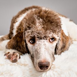 Labradoodles and Poodles from Leebrick Labradoodles
