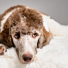 Labradoodles and Poodles from Leebrick Labradoodles
