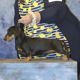 Tux - Dachshund