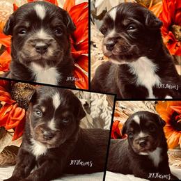 3 Bentley , RTM - Red tri-color male Miniature American Shepherd puppy in Huntington, Texas from JKKJ Farms, LLC