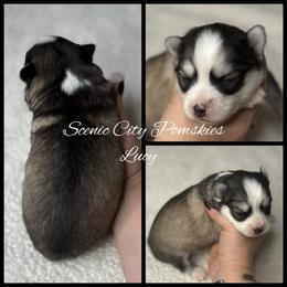 Lucy - Silver and white female Pomsky puppy in Rossville, Georgia from Scenic City Pomskies