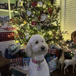 Arie - Goldendoodle