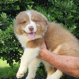 Australian Shepherds from Mimi's Aussie