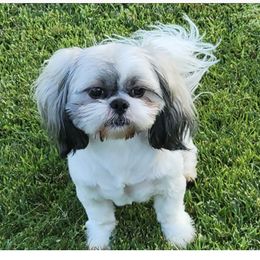 Max - Shih Tzu