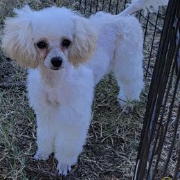 Precious - Poodle