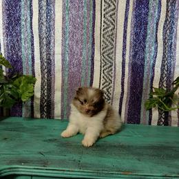 Prince Charming - Chocolate merle male Pomeranian puppy in Ada, Oklahoma from Once Upon A Puff
