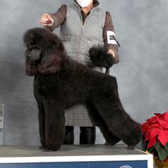 Dita - Poodle
