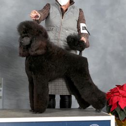 Dita - Poodle
