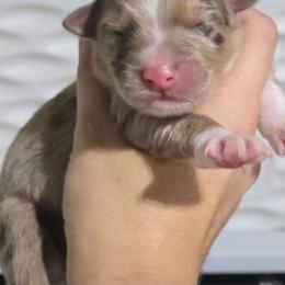 Red merle male 1 - Red merle male Australian Shepherd puppy in Rainsville, Alabama from Chaparro Farm
