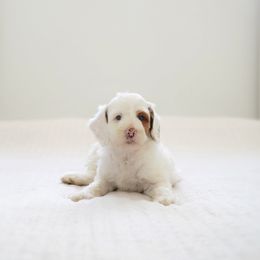 Moon - Parti female Goldendoodle puppy in Vancouver, Washington from Blissful Doodles