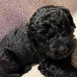 Goldendoodle Puppies from Waggin Country Doodles