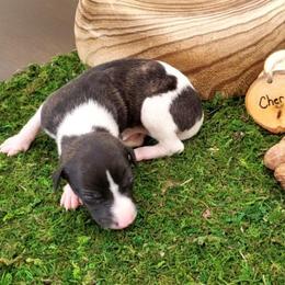 Cherry - White and black female Whippet puppy in Davenport, Iowa from Whippety Split
