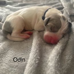 Odin - Merle male Great Dane puppy in Cda, Idaho from Great Wood Danes