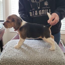 "Lily" Beagle Puppies from Robey Creek Beagles