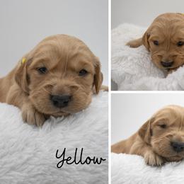 Golden Retriever Puppies from Stormy Hill Golden Retrievers