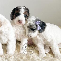 Goldendoodle Puppies from Eagle Mountain Doodles
