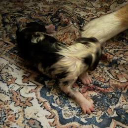 Baby girl 1 - Blue merle female Australian Shepherd puppy in Friendswood, Texas from 3M Australian Sheperds
