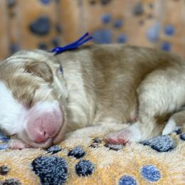 Dark blue - Red male Bernedoodle puppy in Yuciapa, California from AlltheDoodlez_