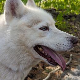 Kola - Siberian Husky