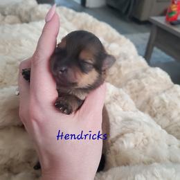 Hendricks - Orange sable male Pomeranian puppy in Saint Charles, Missouri from Bisous Pomeranians & Heartland Sh