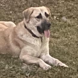 Anatolian Shepherd Dogs from Karen Maitilasso