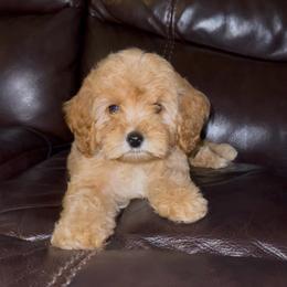 Little Boy Blue (Mother Goose Nursery Rhyme litter) - Apricot male Goldendoodle puppy in Hopkins County, Texas from Boutique Doodles