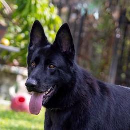 Nera - German Shepherd