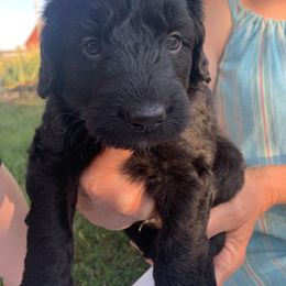 Aussiedoodle Puppies from Seattle Aussiedoodles