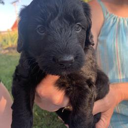 Aussiedoodle Puppies from Seattle Aussiedoodles