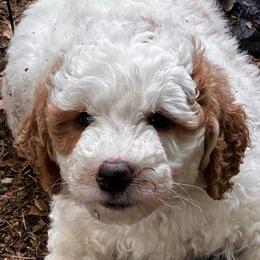 Sage - female Golden Mountain Doodle puppy in Travelers Rest, South Carolina from Bailey Mountain Doodles