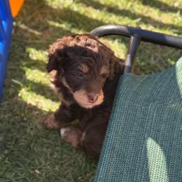 Frida - Phantom female Goldendoodle puppy in Stockton, California from Port City Doodles