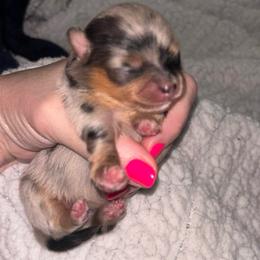 Rosa parks - Blue merle female Pomeranian puppy in Fayetteville, North Carolina from Tar-heel Poms