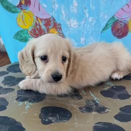 Ella - Cream female Dachshund puppy in Hawley, Texas from Foxy’s Dachshunds & Toy Aussies