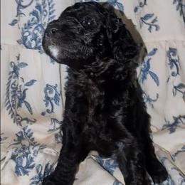 Bellatrix - Black female Sheepadoodle puppy in Austin, Texas from Darling Doodles
