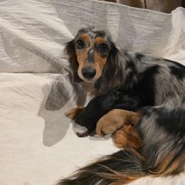 Mila - Chocolate and cream female Dachshund puppy in Dade City, Florida from Kingpindoxies