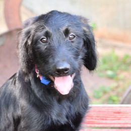 Labrador Retriever Puppies from Millies Kennel