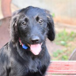 Labrador Retriever Puppies from Millies Kennel