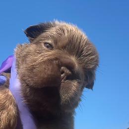Dark Purple Bow - Liver female French Bulldog puppy in Hodges, South Carolina from Southern Standard Bulldogs