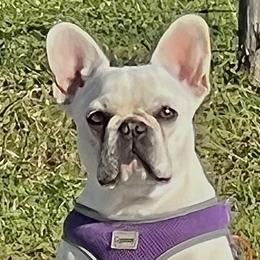Luna - French Bulldog