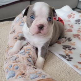 Finn - Seal and white male Boston Terrier puppy in Katy, Texas from Mei's Boston Terriers