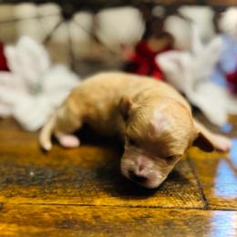 Dopey - Red  male Goldendoodle puppy in Bradenton, Florida from Christianna’s Mini Goldendoodles