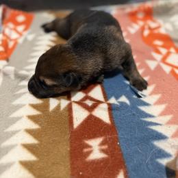 German Shepherd Puppies from Smithcoshepherds