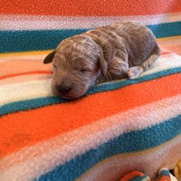 Boy 3 - Red  male Goldendoodle puppy in Bucyrus, Missouri from Hill Top Pomskies
