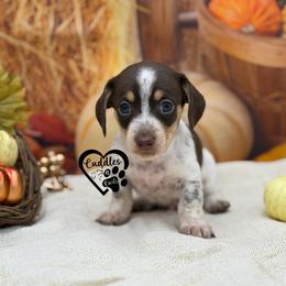 Pokey (smooth coat) - Piebald male Dachshund puppy in Nashville, Arkansas from Cuddles n Curls