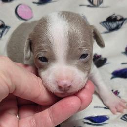 Amaretto - Fawn white and tan male Rat Terrier puppy in Rio Vista, California from CaliRats Rat Terriers