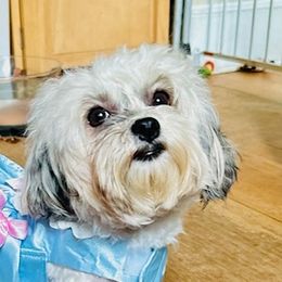 BELLA - Havanese