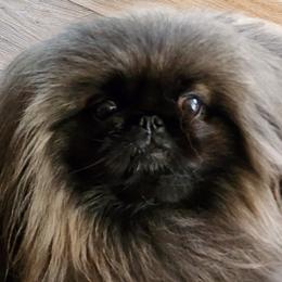 Pekingese from Con-Lea Pekingese kennel