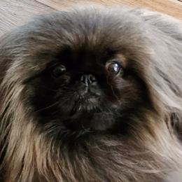 Pekingese from Con-Lea Pekingese kennel
