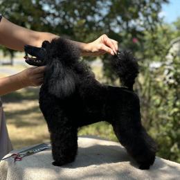 Micky - Poodle